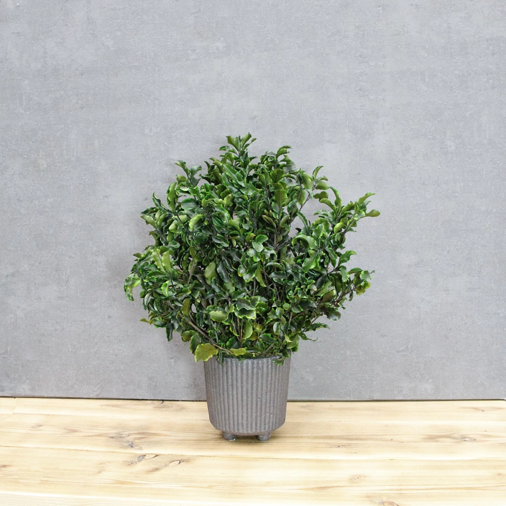 Mini Pittos cserépben