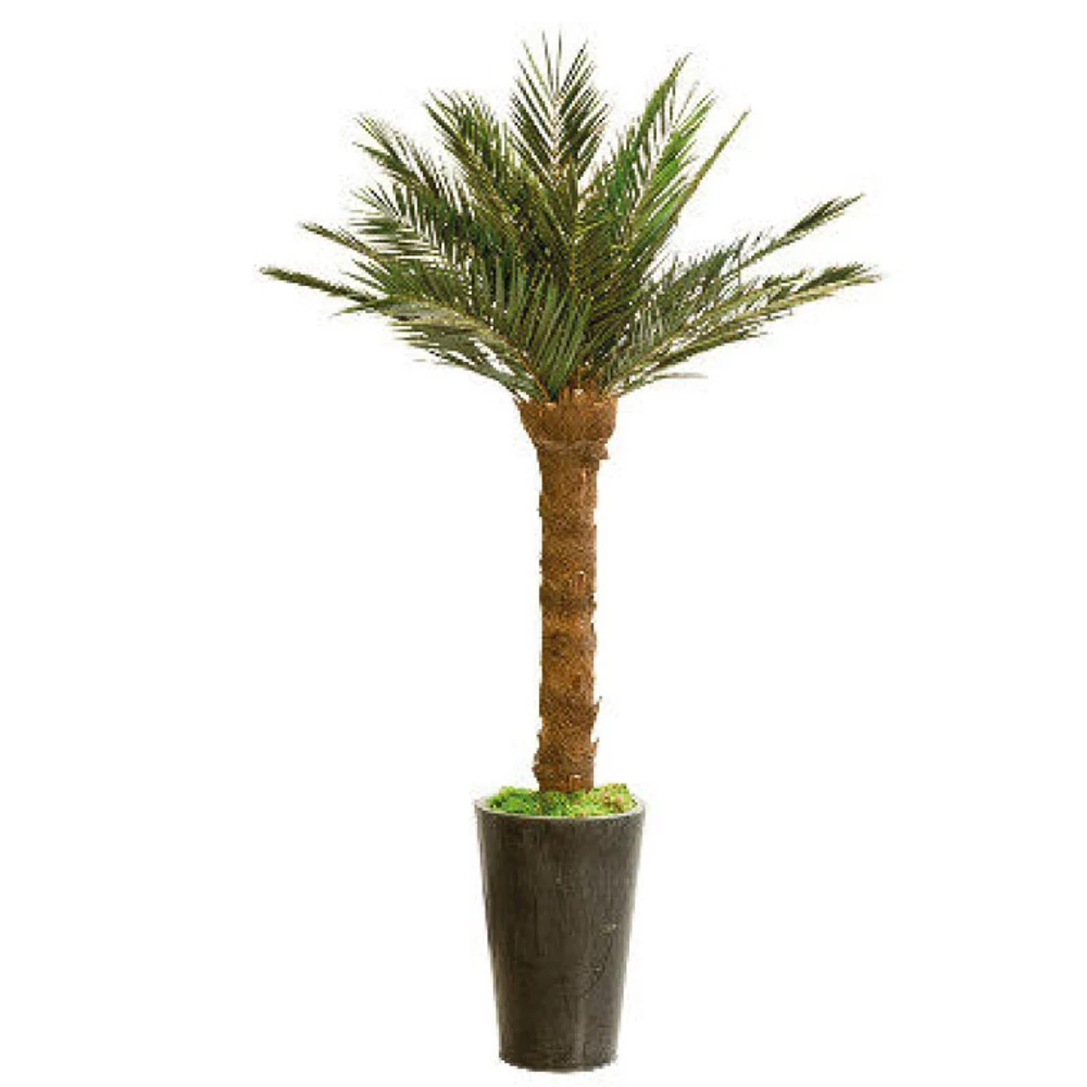 PHOENIX Palm