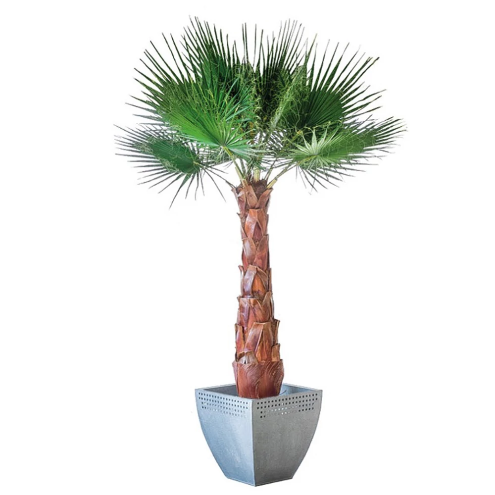 WASHINGTON Palm