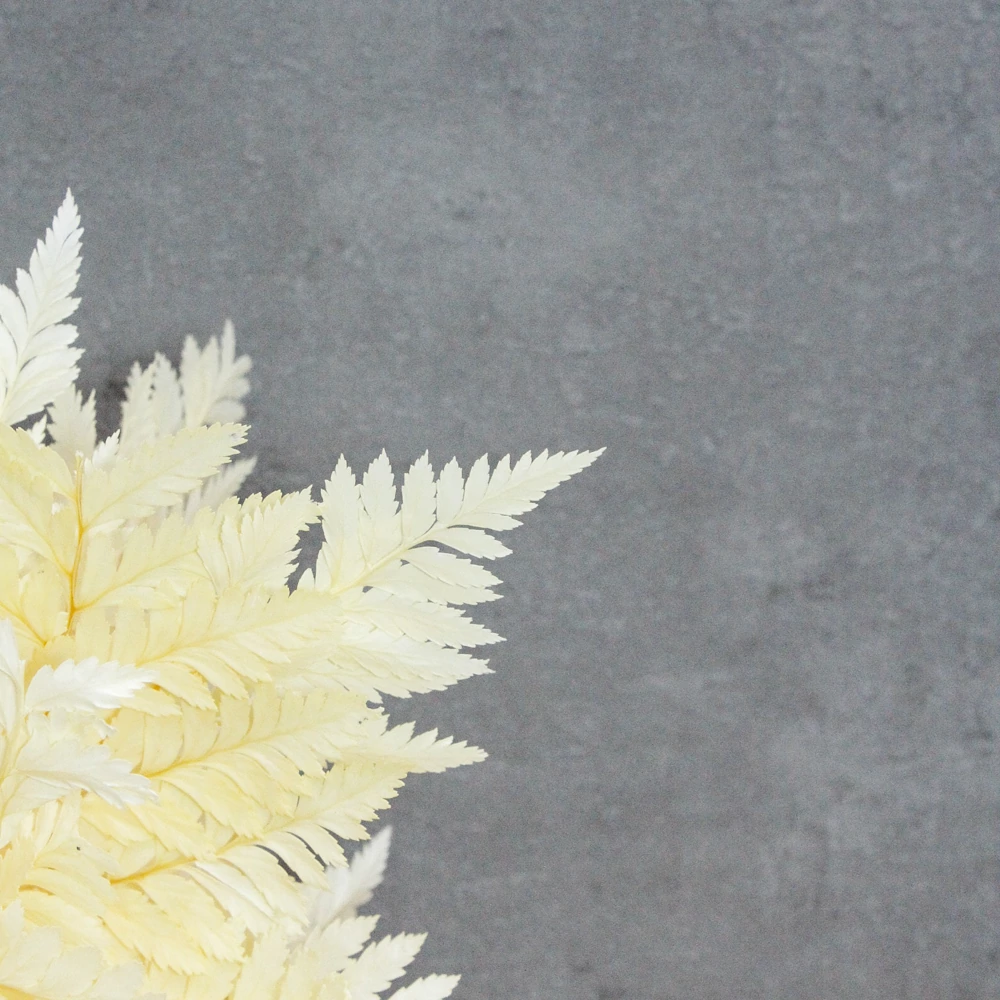 Kép 3/3 - Mini Fern cserépben