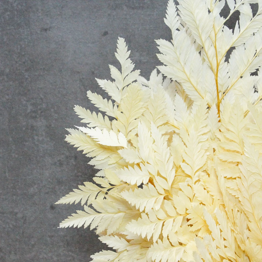 Kép 2/3 - Mini Fern cserépben