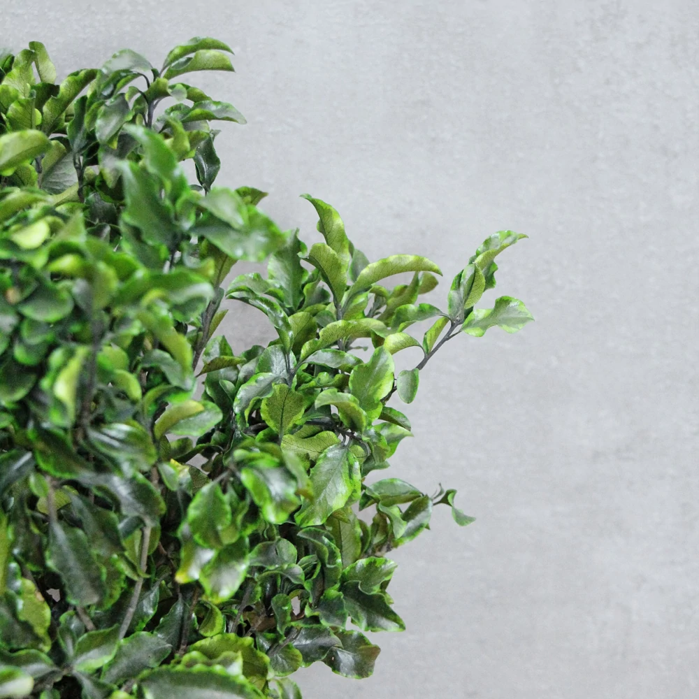 Kép 2/3 - Mini Pittos cserépben