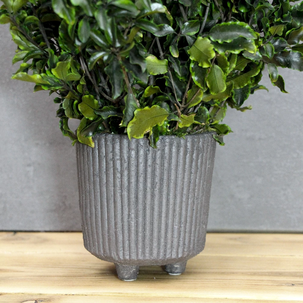 Kép 3/3 - Mini Pittos cserépben