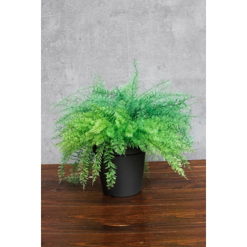 IVY-AirFern
