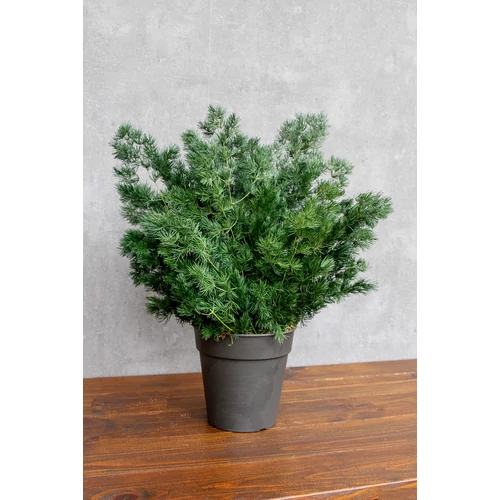 IVY-Ming