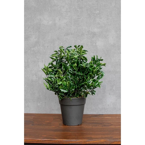 IVY-Pittos