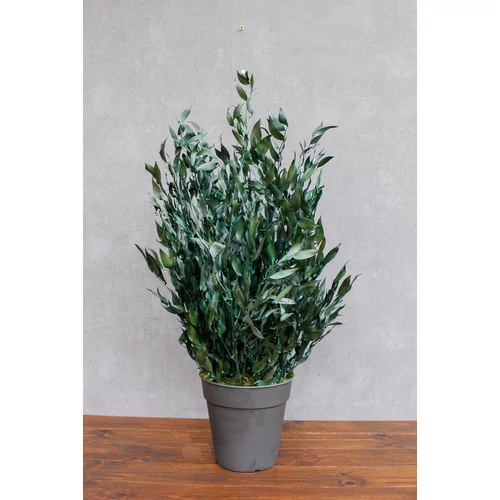 IVY-Ruscus