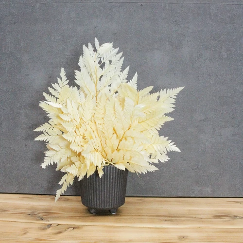 Mini Fern cserépben