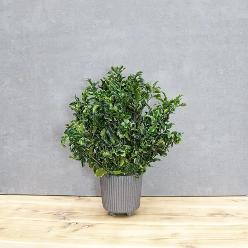 Mini Pittos cserépben