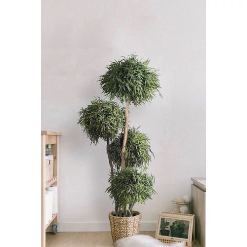 IVY-Nicoly tree